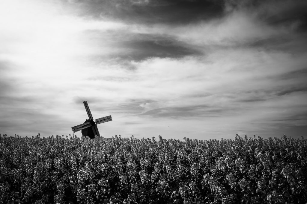 Weekend touristique et retrouvailles entre amis dans la Marne. Vue du moulin de Valmy depuis les champs de colza, en noir et blanc.