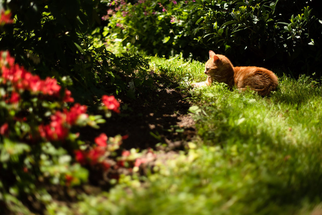 Photographier la nature. Photographie d'un chat dans un jardin.