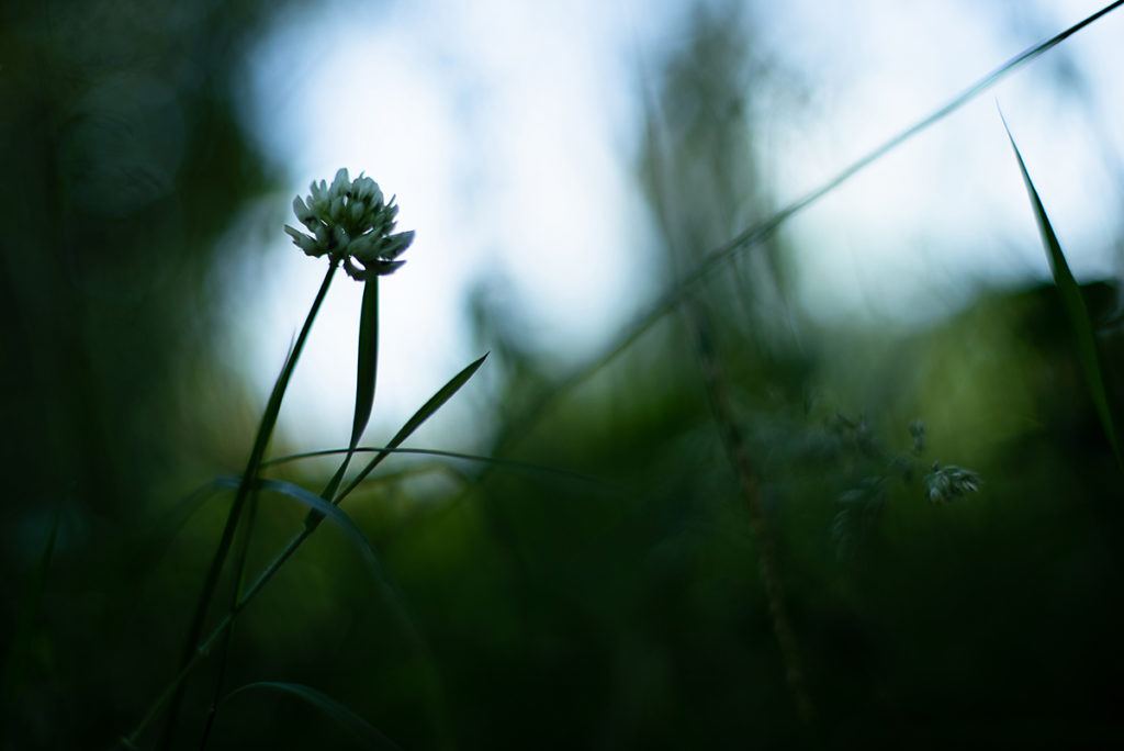 Photographier la nature dans son jardin. Photographie d'une fleur de trèfle en contre-jour.