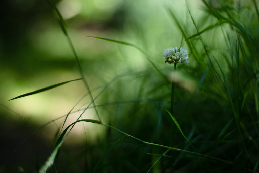 Photographier la nature dans son jardin. Photographie d'une fleur de trèfle.
