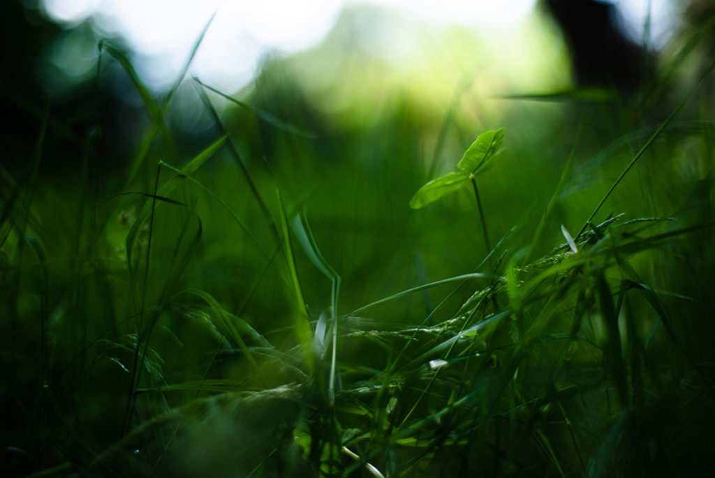 Photographier la nature dans son jardin. Photographie d'une trèfle au milieu de l'herbe.
