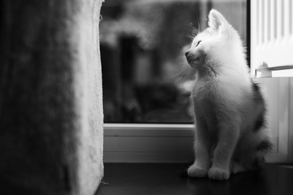 Projet photo, le loop de L'Ame Vagabonde. Portrait en noir et blanc d'un chaton.