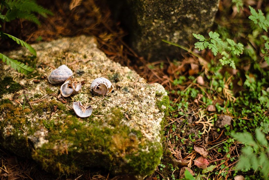 L’automne est là ! Coquilles d'escargot sur une pierre du jardin qui sert d'enclume aux grives.