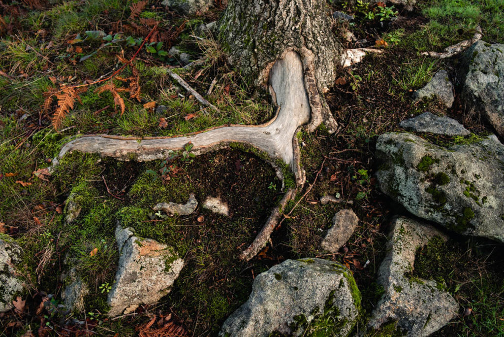 Sortie nature à la chapelle du Montaigu, en Mayenne. Photographie de détails au pied d'un arbre. Racine dénudée dans les mousses et les roches.