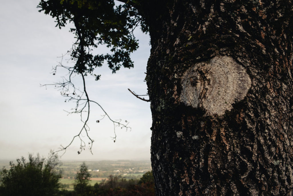 Sortie nature à la chapelle du Montaigu, en Mayenne. Détail d'une coupe de branche sur un arbre avec le paysage en fond.