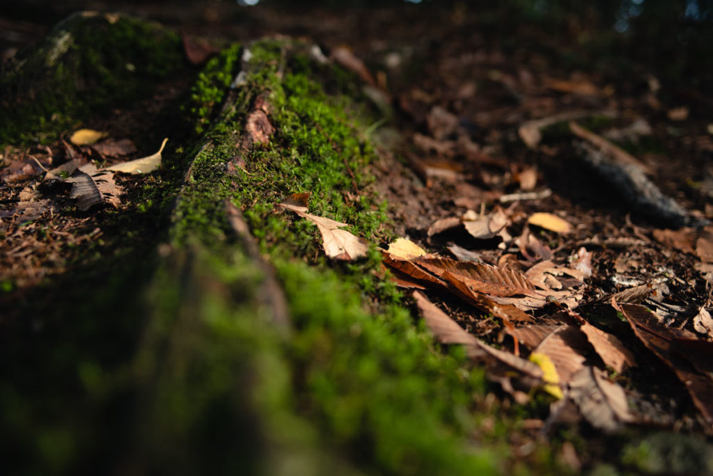 Sortie nature à la chapelle du Montaigu, en Mayenne. Vue du sol en sous-bois jonché de feuilles mortes, mousse sur des racines d'arbre.
