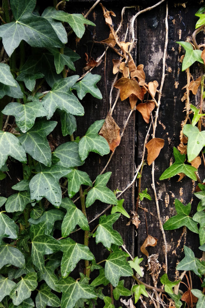 Formation à la macrophotographie avec le CPIE Mayenne. Photographie de détails, gros plan d'un cabanon de jardin à Fontaine Daniel en Mayenne. Lierre grimpant sur un pan de mur en bois.