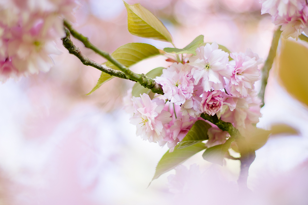Ma passion pour la macrophotographie. Photo de cerisier en fleur au printemps.