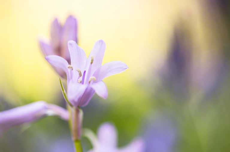 Ma passion pour la macrophotographie.