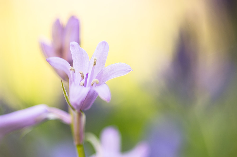 Ma passion pour la macrophotographie. Fleur de jacinthe des bois au printemps.
