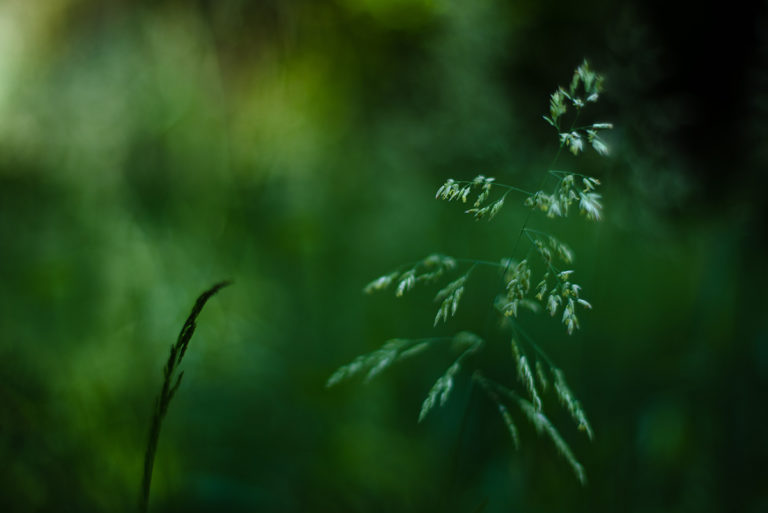 Photographier la nature dans son jardin.