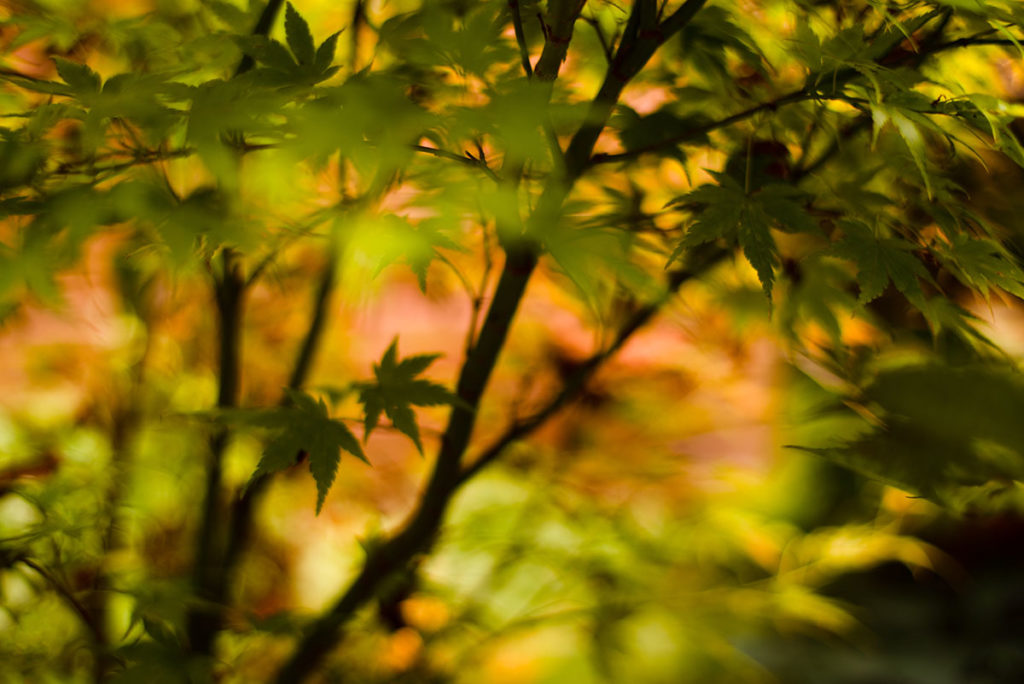 L’automne est là ! Photographie créative d'un érable du japon.
