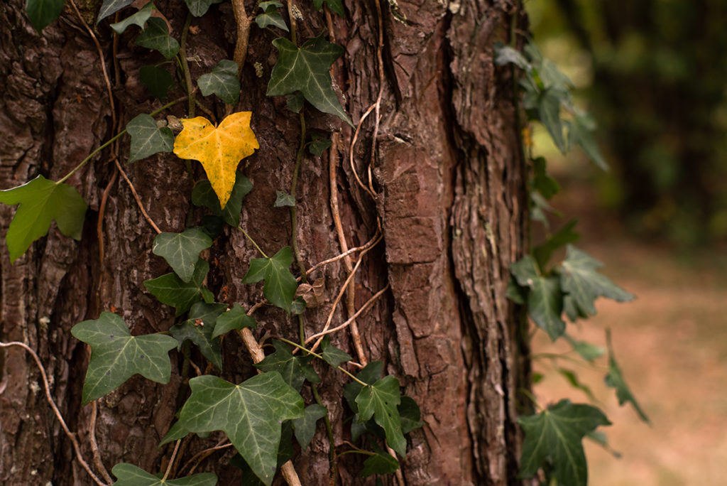 L’automne est là ! Lierre sur un tronc de pin, une feuille jaune contraste sur le reste.