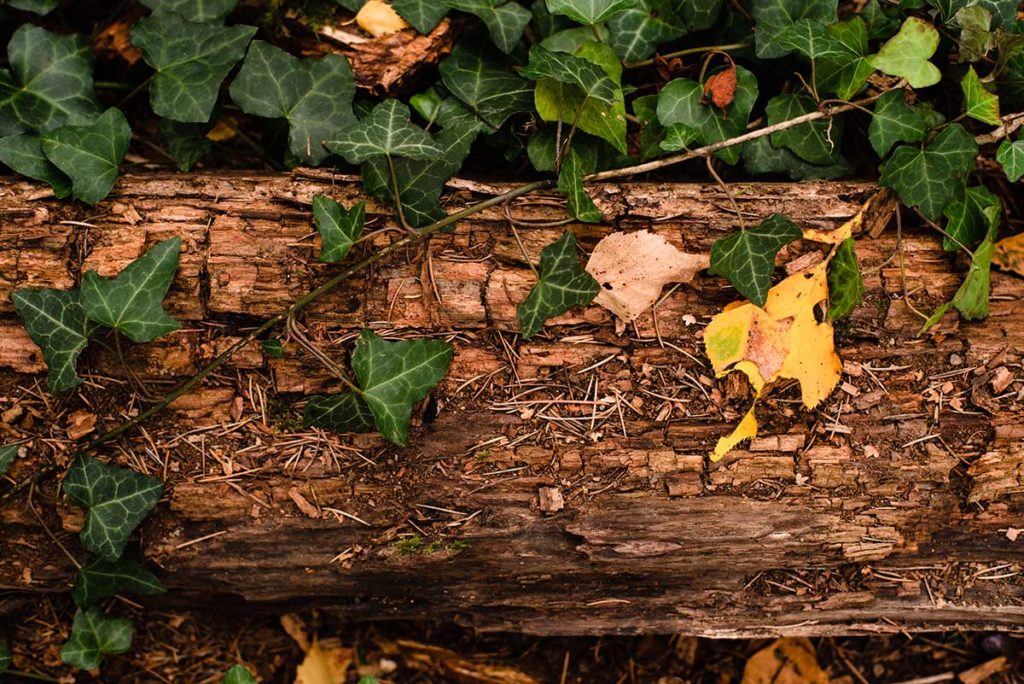 L’automne est là ! Photographie contrastée de lierre sur du bois en décomposition.