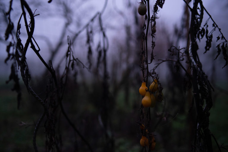 Quand je photographie mon jardin à la nuit tombée (et dans le brouillard) !