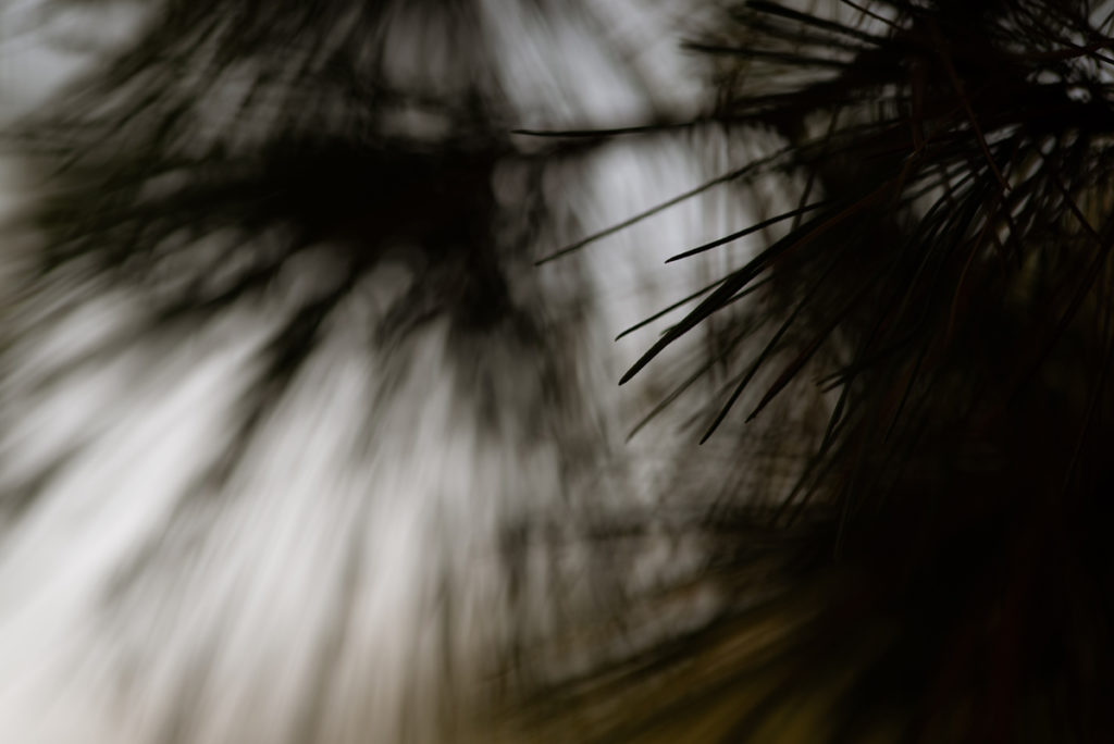 La photographie pour se reconnecter à ses ressentis. Photographie un peu abstraite d'aiguilles de pin en faible profondeur de champ et en contre-jour.