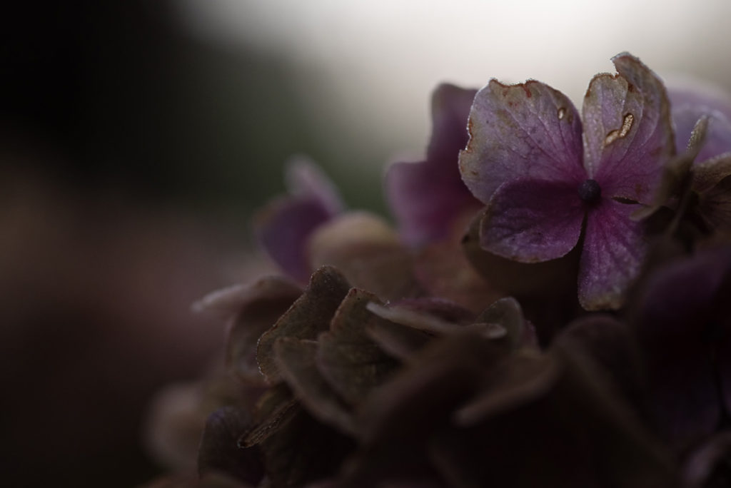 La photographie pour se reconnecter à ses ressentis. Fleurs d’hortensia en contre-jour et en faible profondeur de champ.
