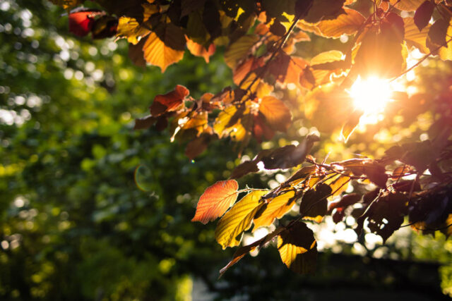 Lumières dans les feuillages