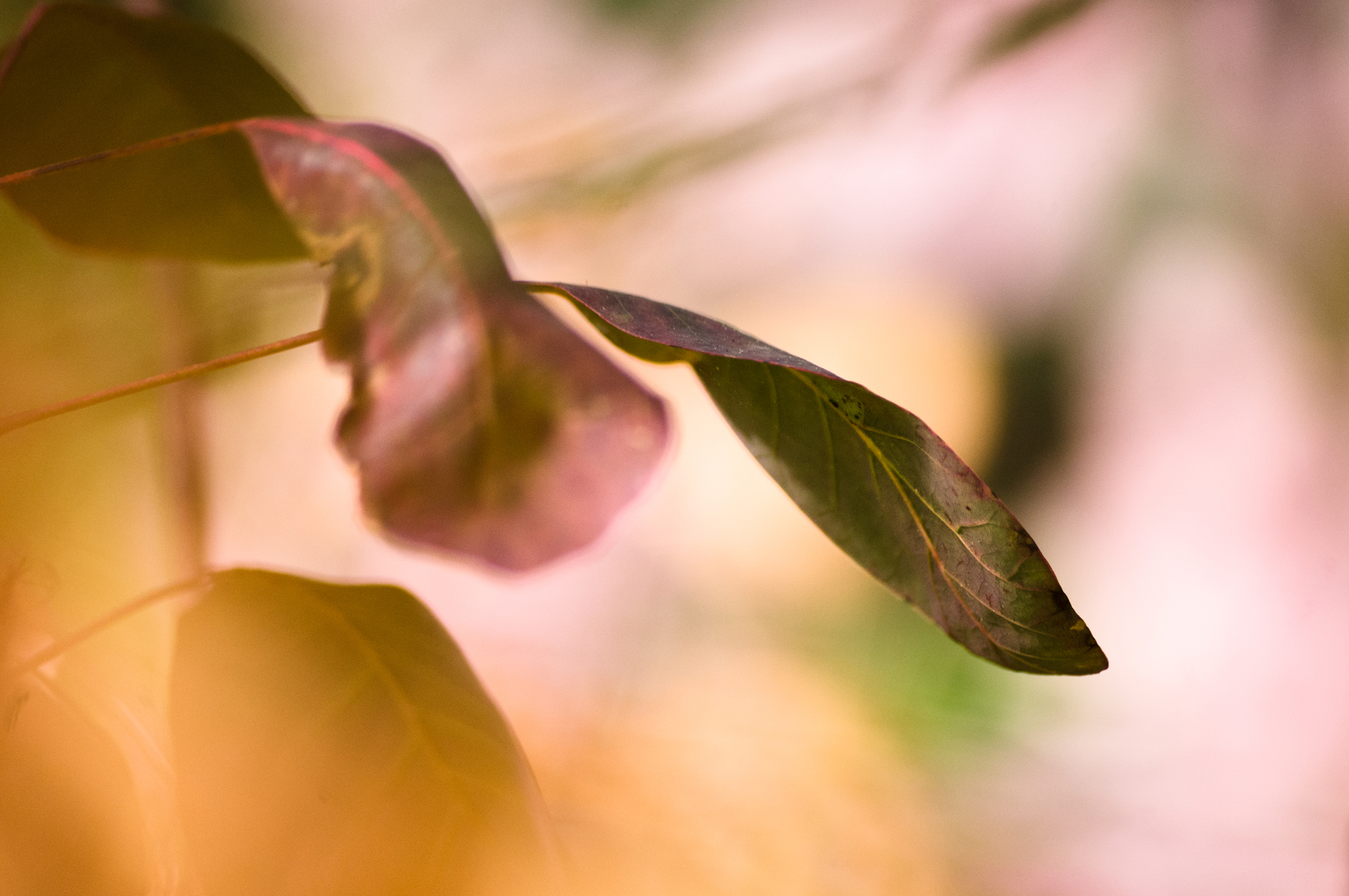 feuillages d'automnes dans les tons orangés et roses