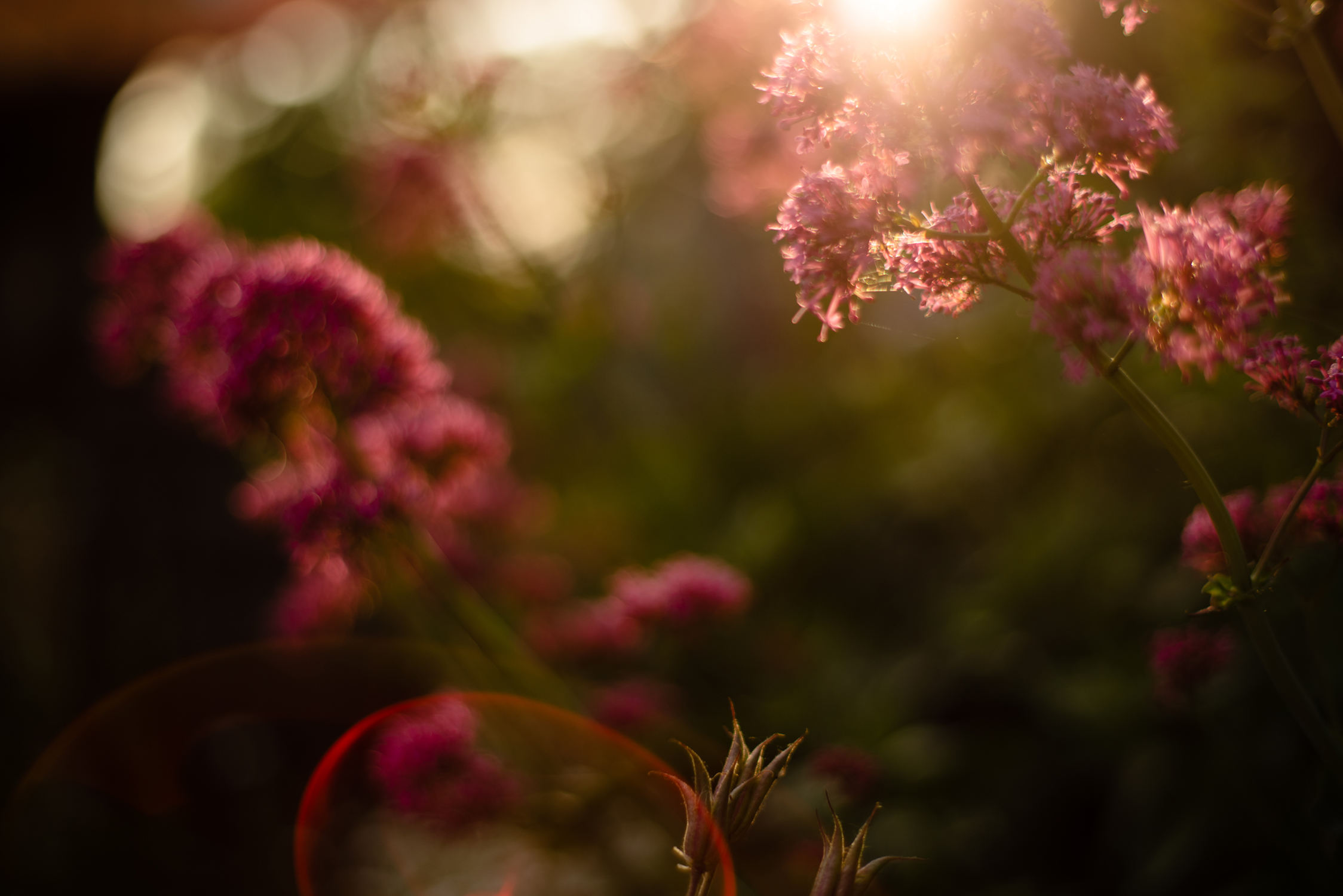 lumière d'été sur une fleur rose