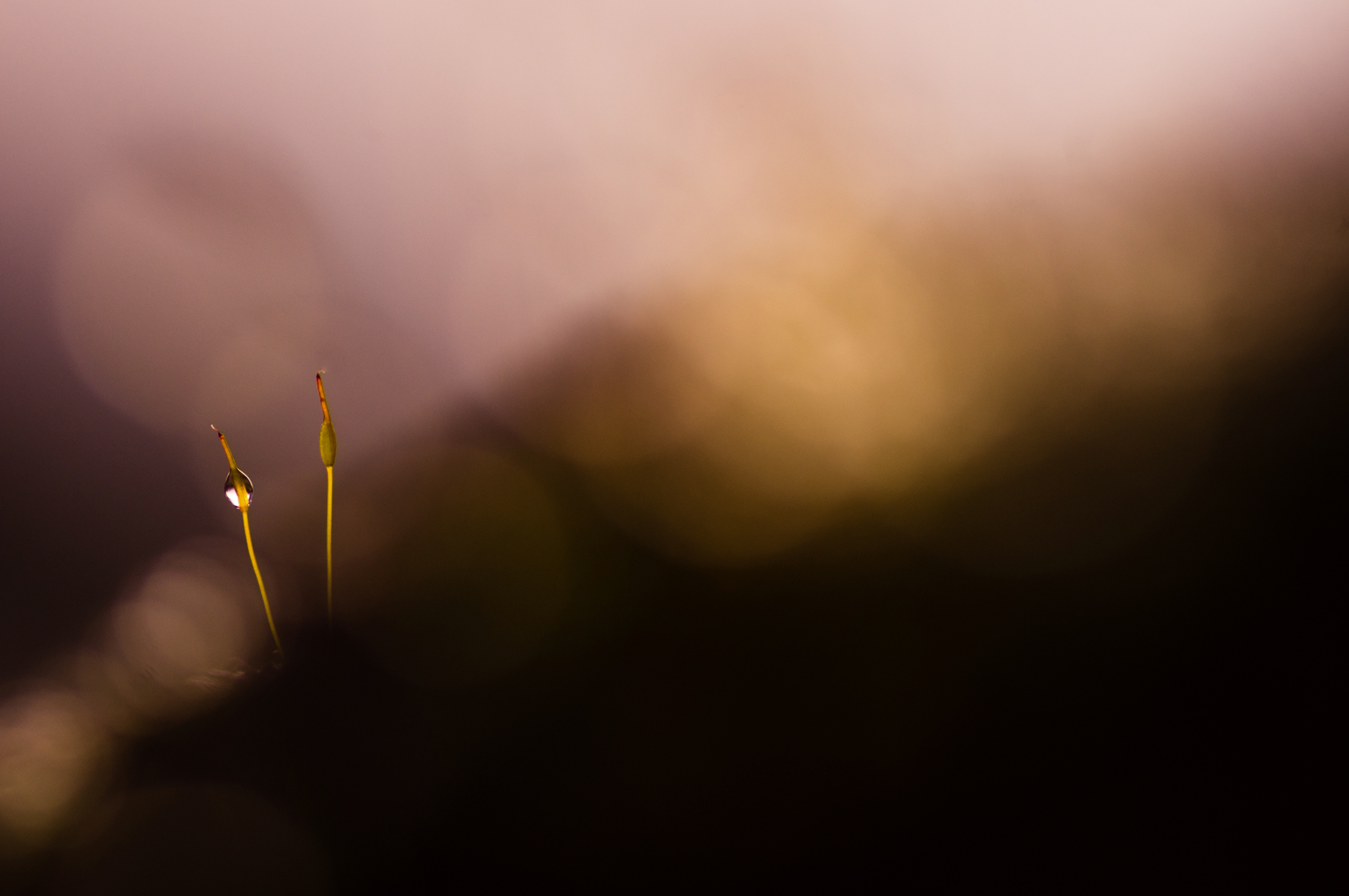 macrophotographie d'une goutte sur un épis de mousse