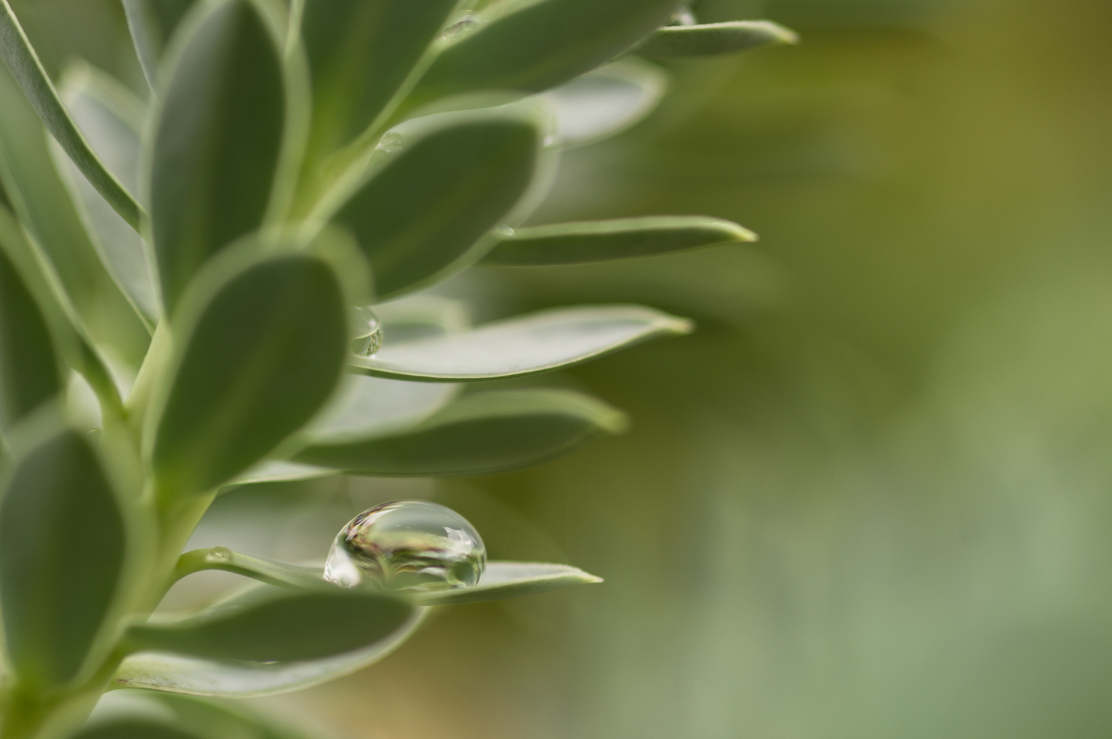 goutte d'eau sur une plante dans les tons verts